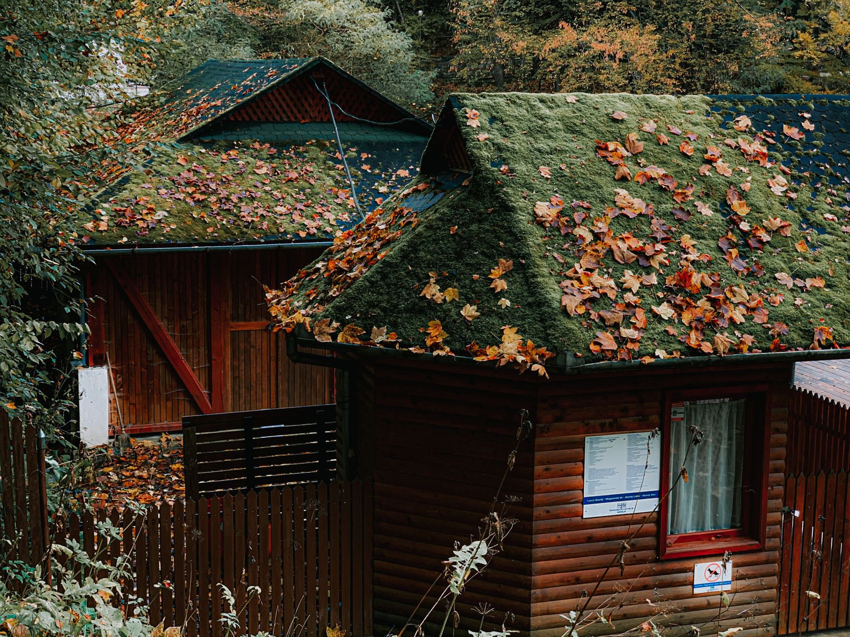 운전자보험 개정 핵심, 변호사비·공탁금·6주 미만 정리 4 High angle exteriors of typical cozy wooden cottages with roofs covered with green moss located in forest on autumn day