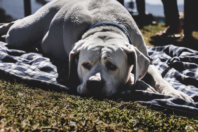 Attached clip: a dog resting on a blanket outdoors — photo by Matthew Barra on Pexels