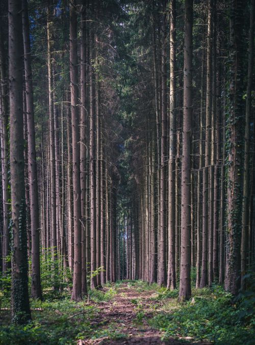 Free Walkway between tall pines trunks growing in woodland with coniferous trees and green grass Stock Photo