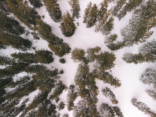 Aerial Shot of Green Pine Trees Covered With Snow