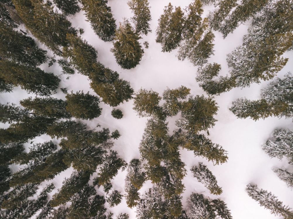 Aerial Shot of Green Pine Trees Covered With Snow · Free Stock Photo