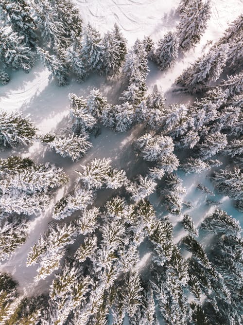 Imagine de stoc gratuită din arbori, fotografie aeriană, fotografie cu drona