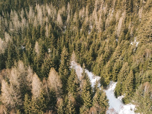 Darmowe zdjęcie z galerii z drzewa, fotografia lotnicza, ośnieżona ziemia