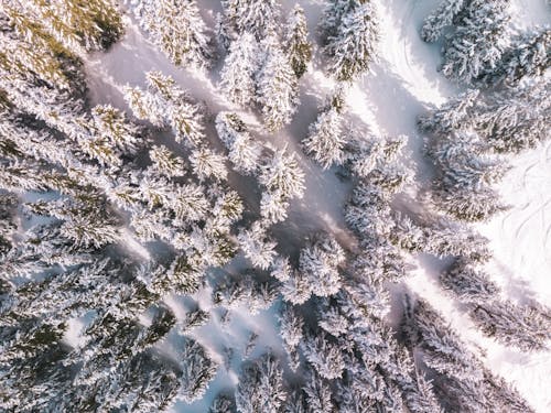 Tall Trees Covered with Snow 