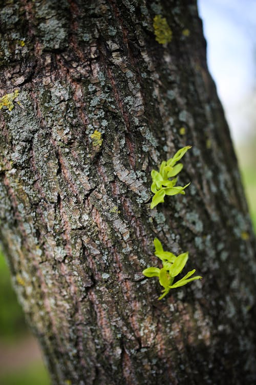 Free Tree bark Stock Photo