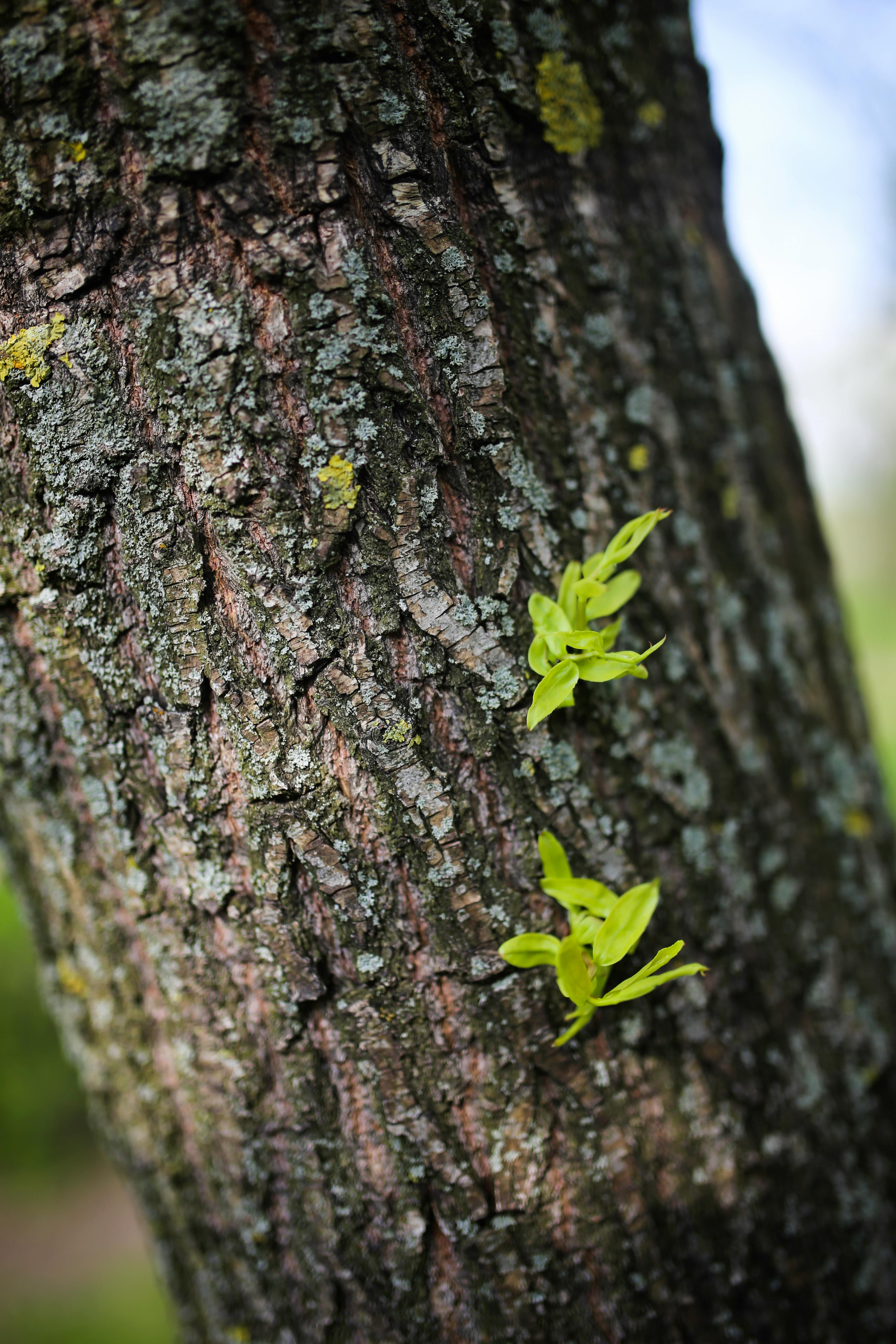 Kostenloses Foto zum Thema baum, baumstamm, blatt