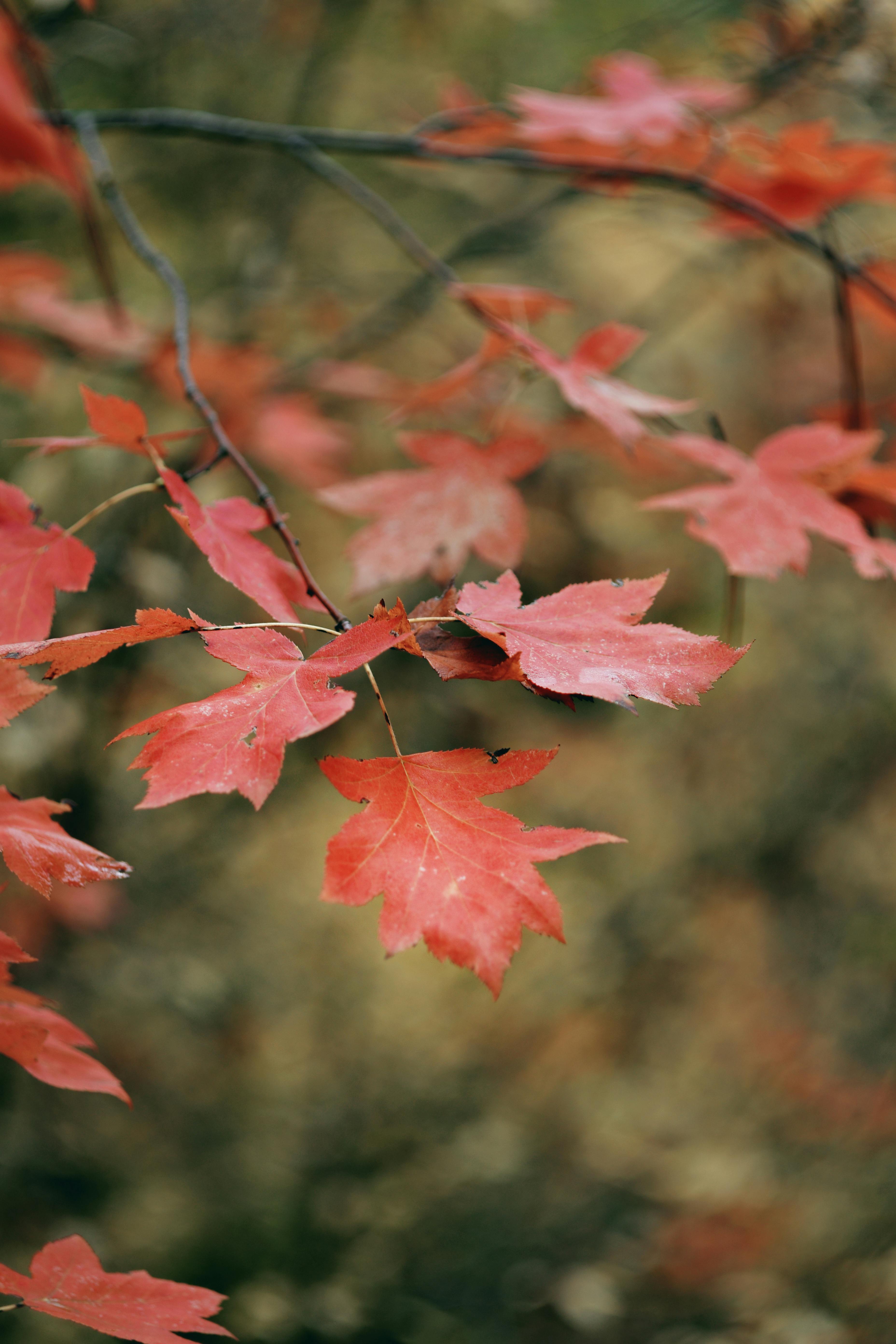 Close-up of vibrant red maple leaves on a branch during fall with blurred background.
