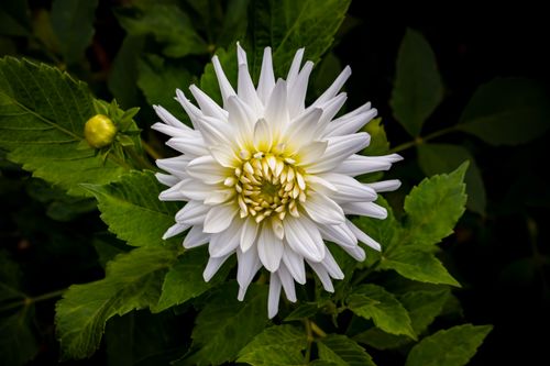 Free Close-up of a beautiful white dahlia blooming outdoors in summer. Stock Photo