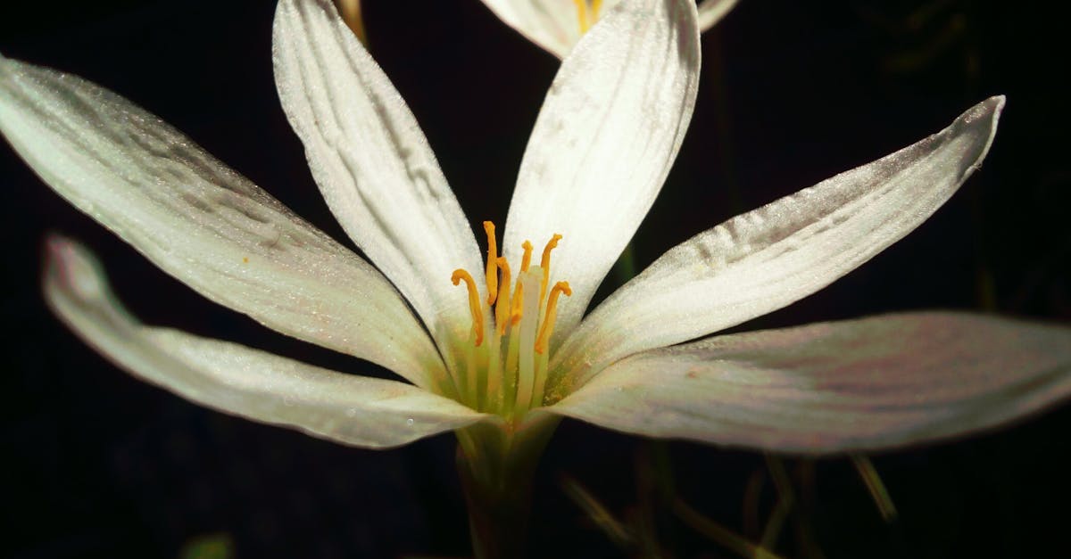 Free stock photo of flower, white
