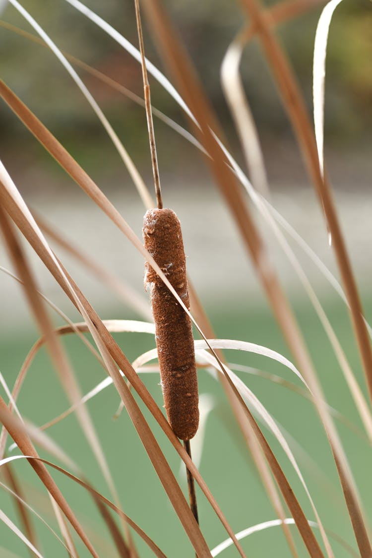 Cattail Flower In Close-up Shot