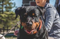 一只友好的罗威纳犬拴着皮带，和主人在户外享受阳光明媚的一天