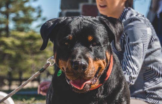一只友好的罗威纳犬拴着皮带，和主人在户外享受阳光明媚的一天