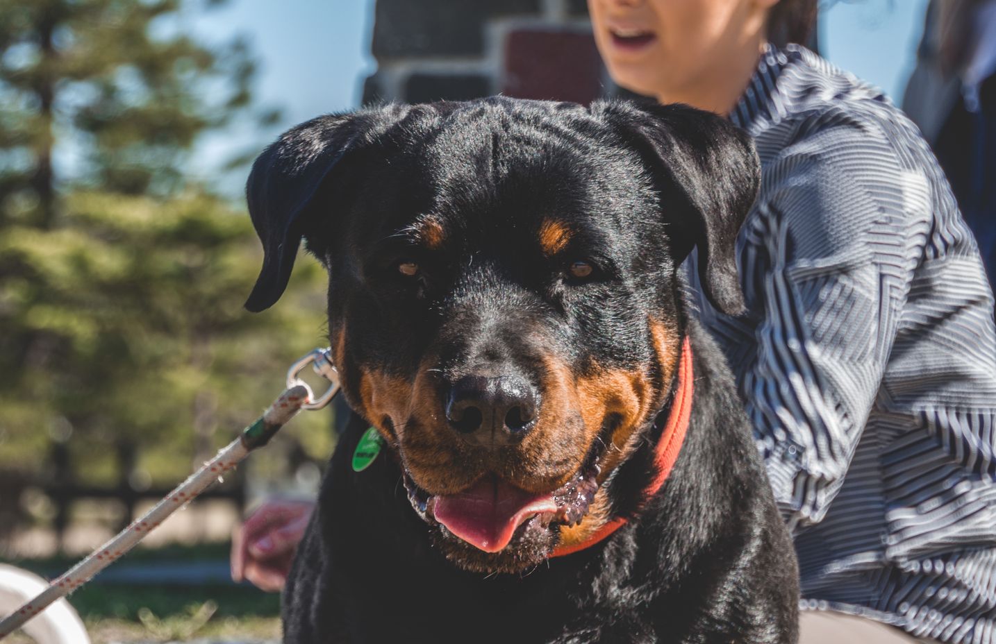 English Rottie Raising the Biggest Rottie: Size, Health, and Training Tips