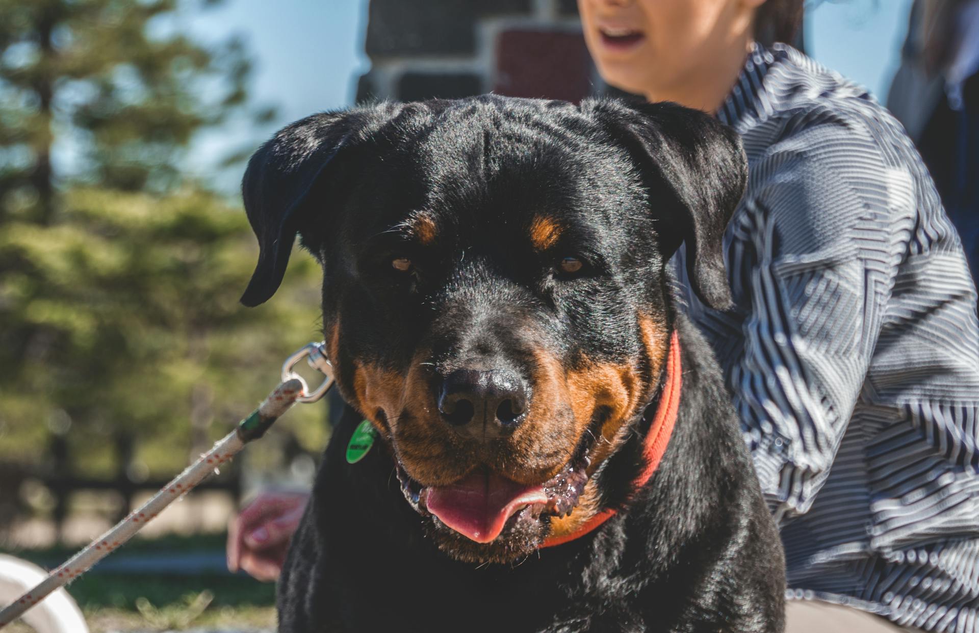 Rottweiler noir et acajou adulte