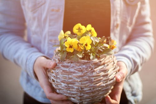 Person Holding Pot With Yellow Petaled Flowers