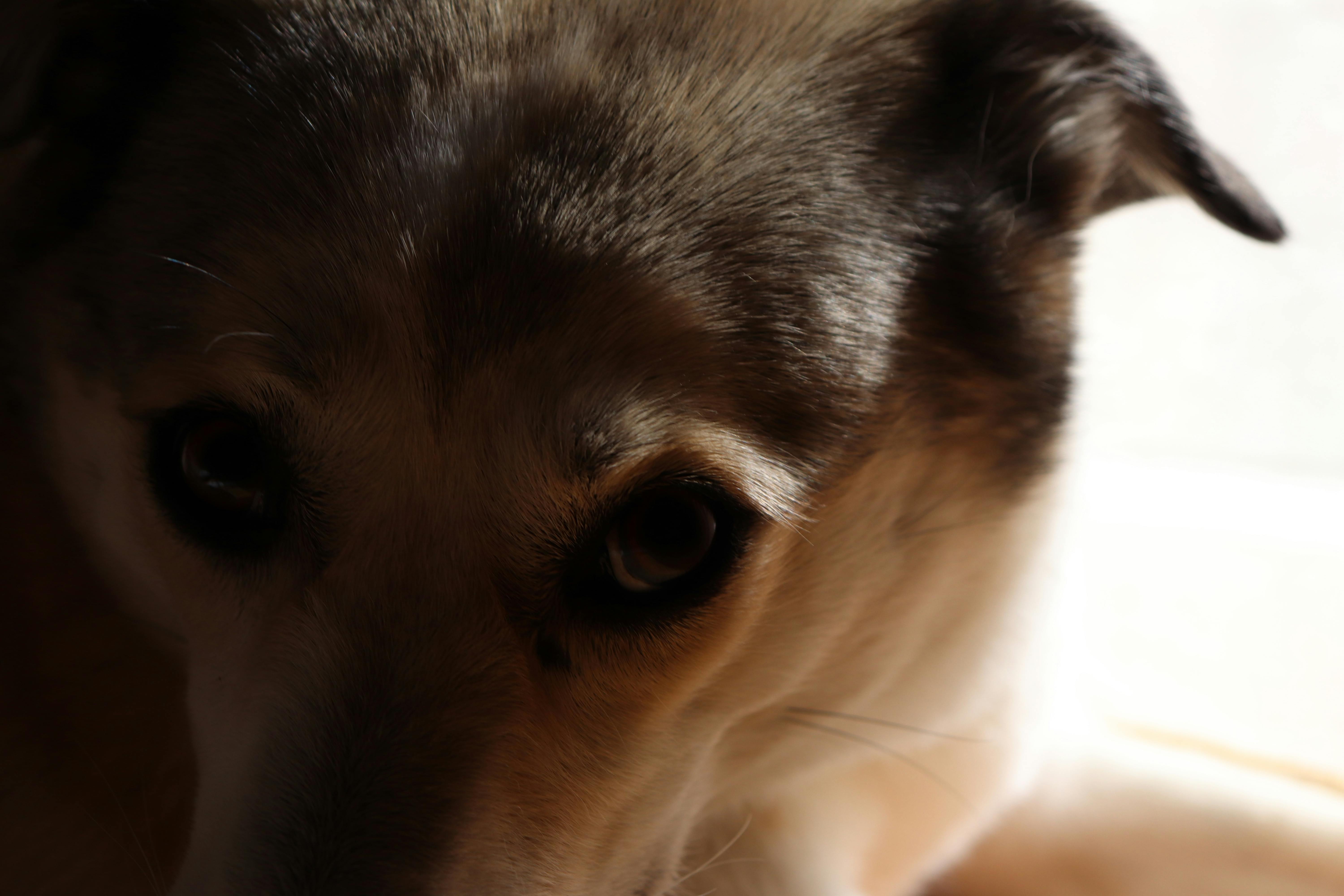 犬 犬の目の無料の写真素材