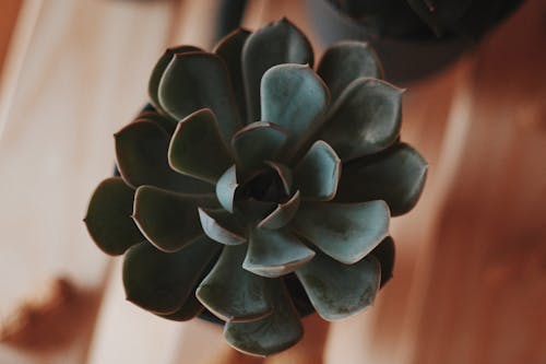 Close-Up Shot of Green Cactus