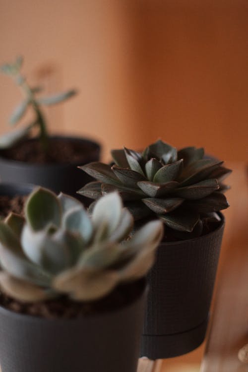 Green Succulent Plant in Black Pot