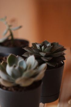 纹理花盆中的多汁植物时尚雅致，为室内营造出舒缓的氛围