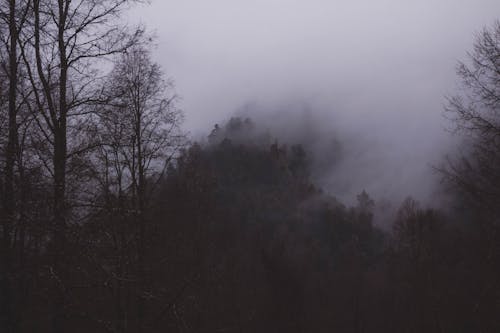 Free Thick Fog Covering the Forest Stock Photo