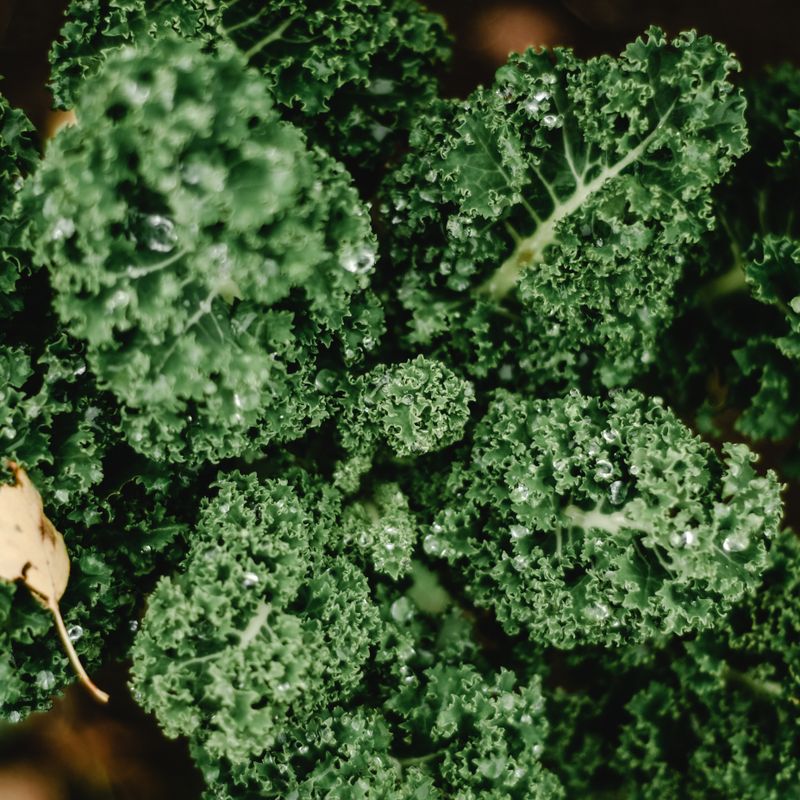 Sourdough Green Lentil and Kale Sheet Pan Flatbread