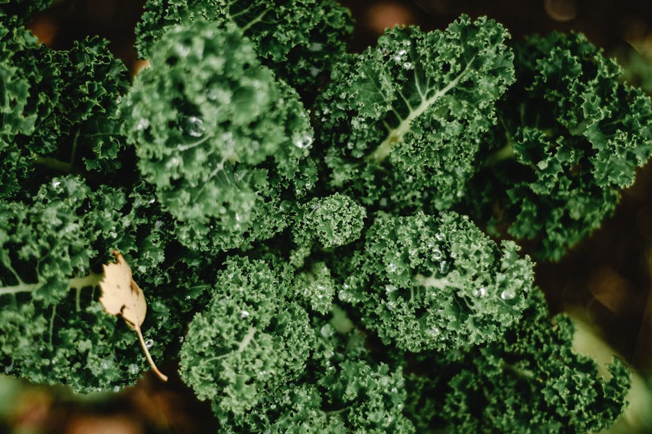 How to freeze fresh kale UK