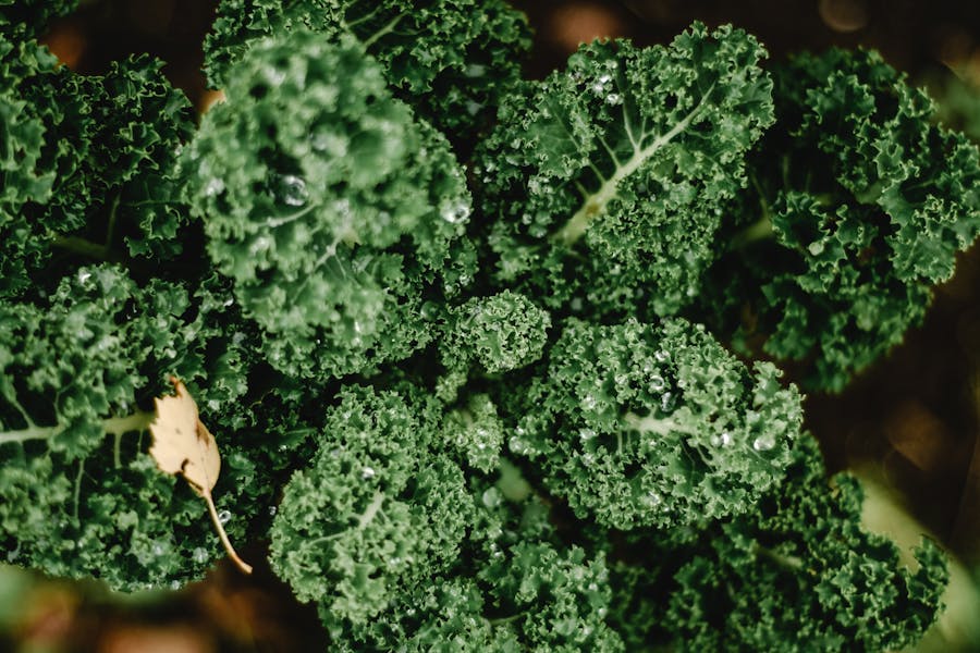 Kale: El Rey Verde de los Superalimentos y Sus Sorprendentes Beneficios