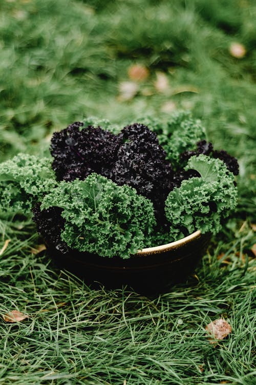 Green and Black Leaves in Black Bowl on Green Grass