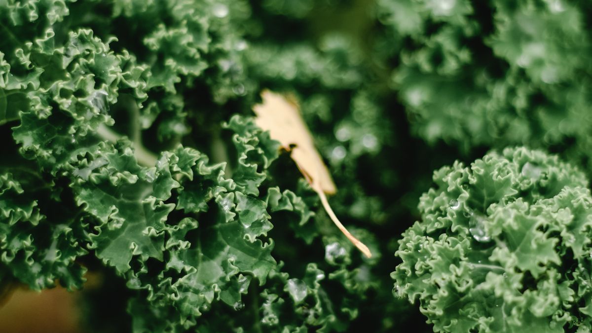 Comment prévenir les maladies des légumes dautomne : méthodes naturelles