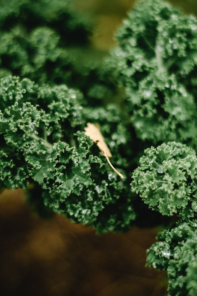 Farming Green Leafy Vegetables 