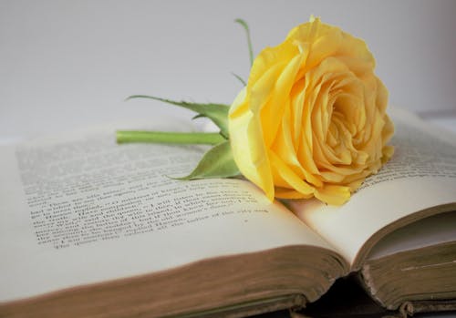 Free Yellow Rose over a Book Page Stock Photo