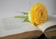 Yellow Rose over a Book Page
