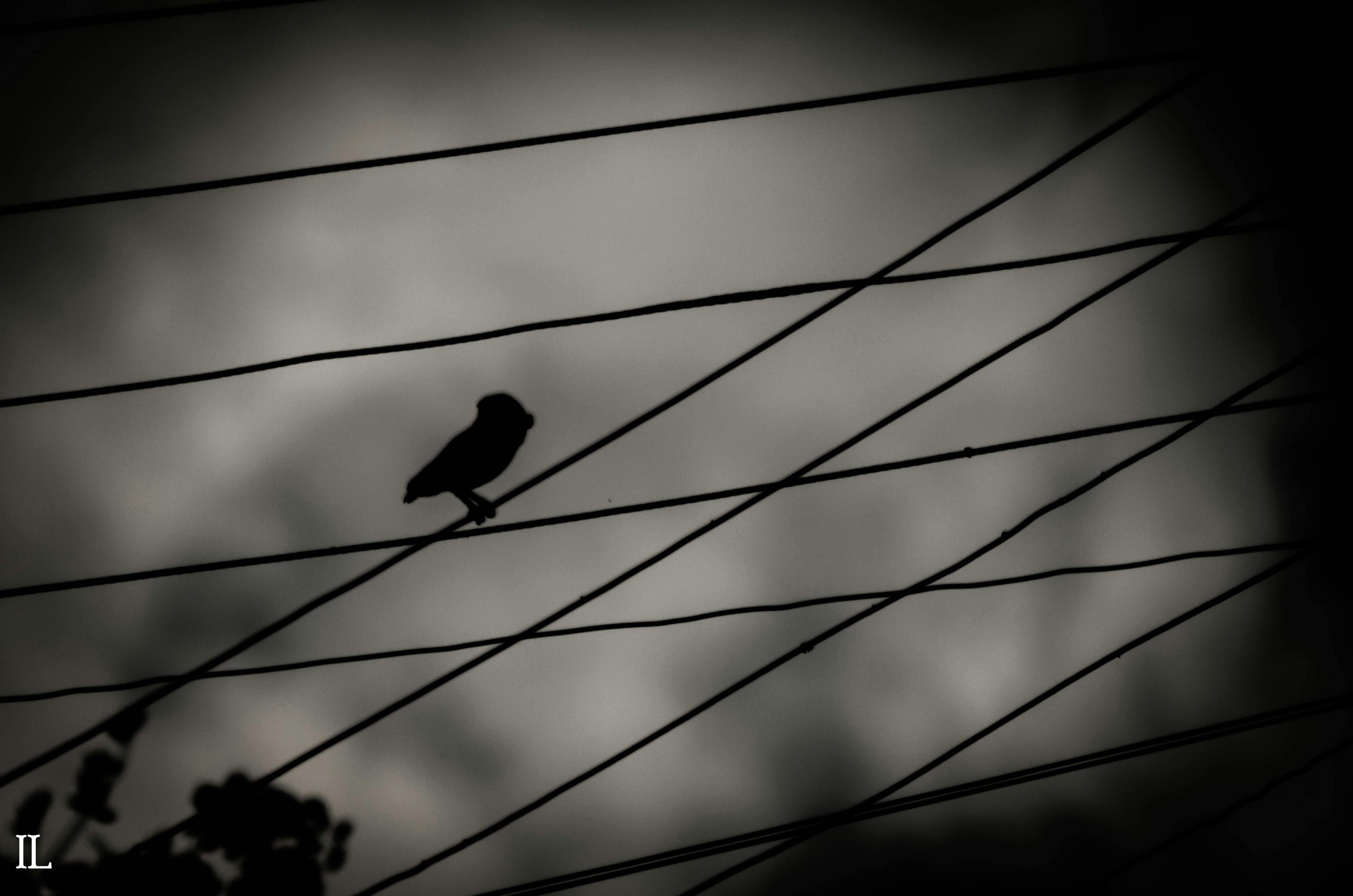 Foto Stok Gratis Tentang Bayangan Burung Hantu