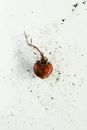 A Root Vegetable Over a White Vegetable