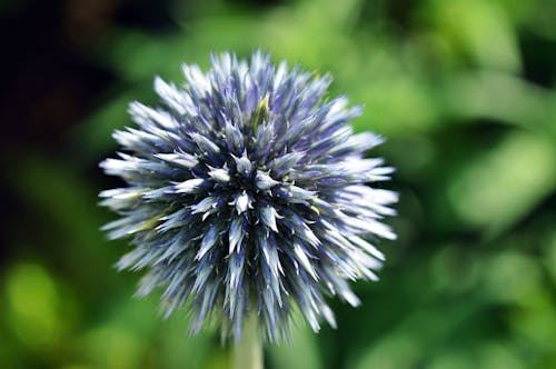 Blue Flower Plant