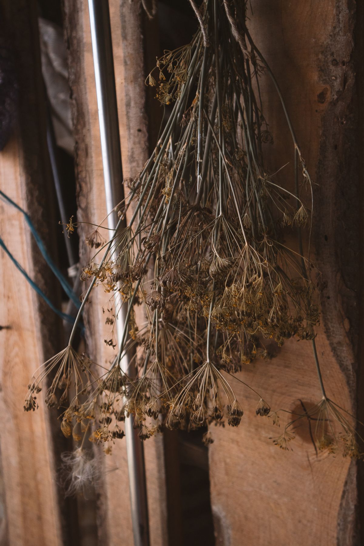 Dried flowers hanging upside down for pressed flower crafts drying