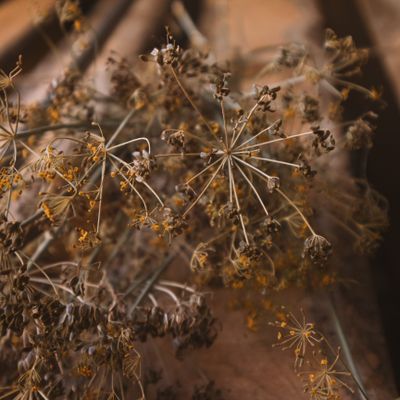 Dried pressed herbs in earthy tones — photo by Masha Shklyaeva on Pexels