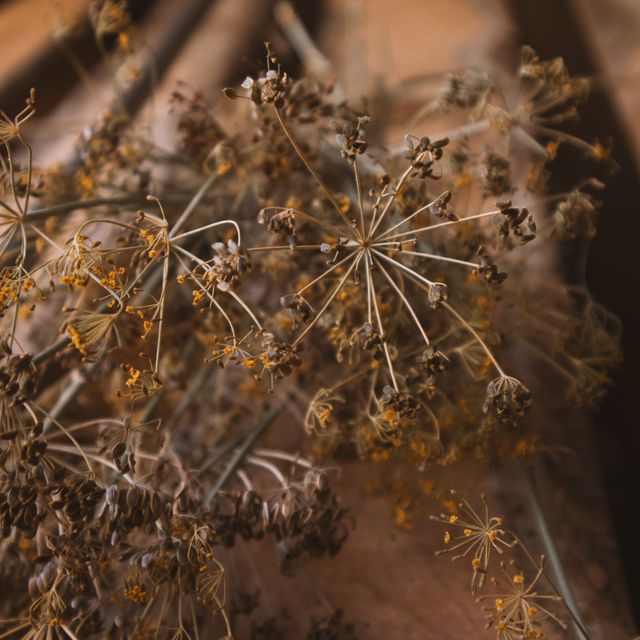 Herbarium specimen sheets, photo by Masha Shklyaeva on Pexels