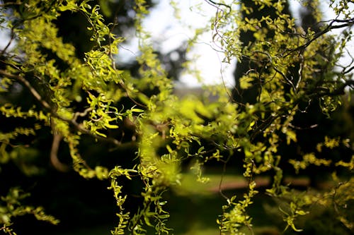 Darmowe zdjęcie z galerii z gałęzie, wierzba, zielony