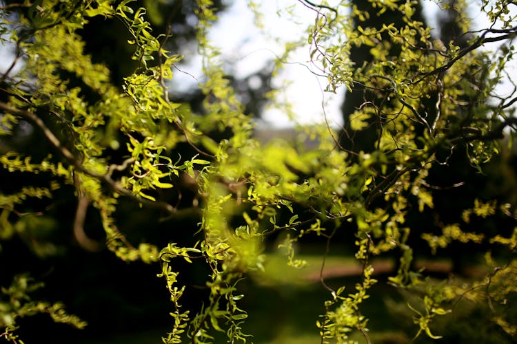 Chinese Willow