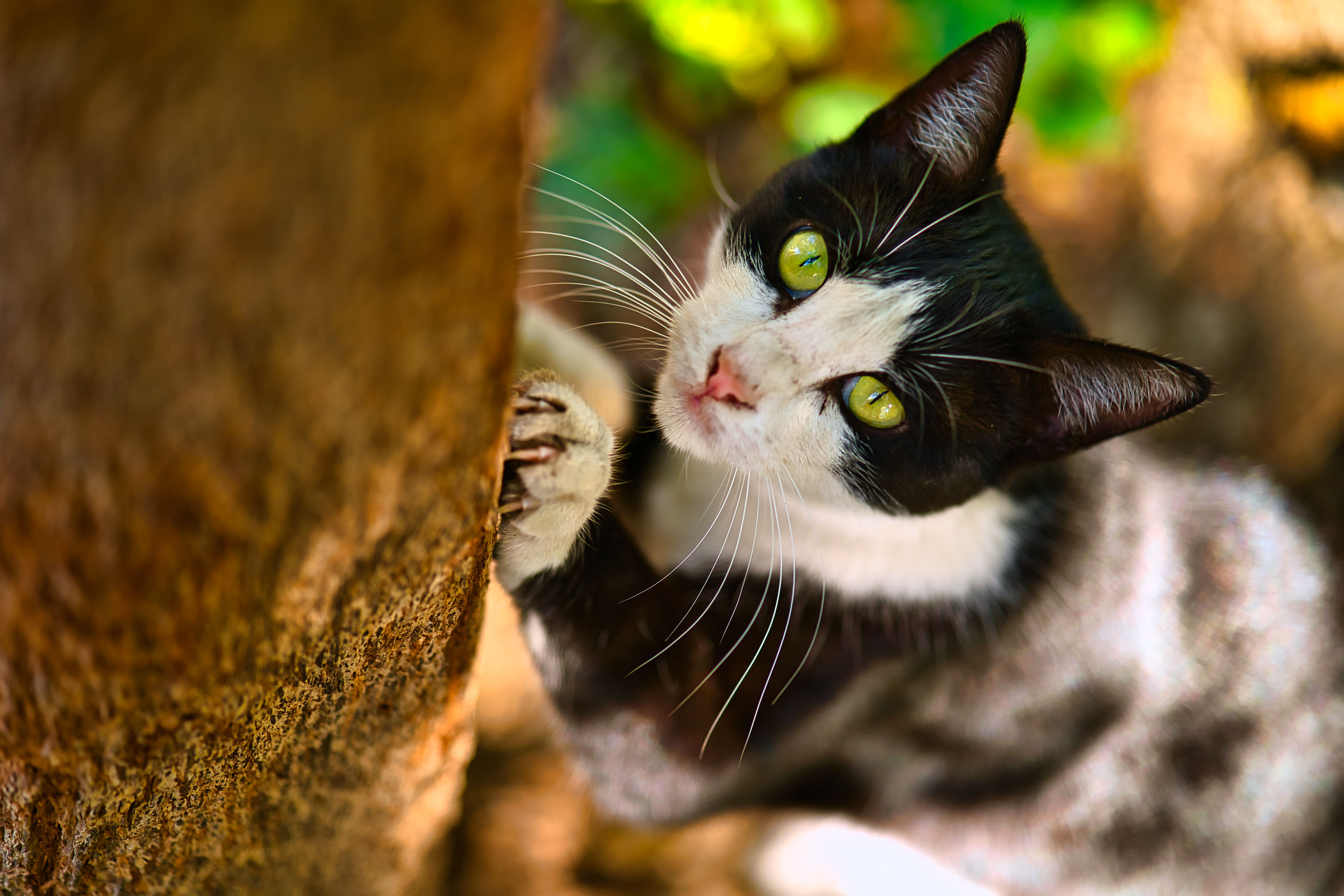 Close Up Shot of a Black and White Cat · Free Stock Photo