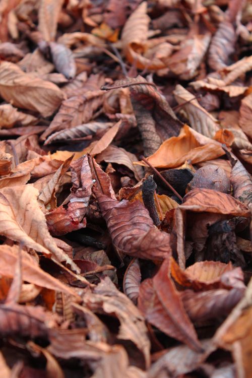 Free A rich detailed close-up of dry fallen leaves capturing the essence of autumn. Stock Photo