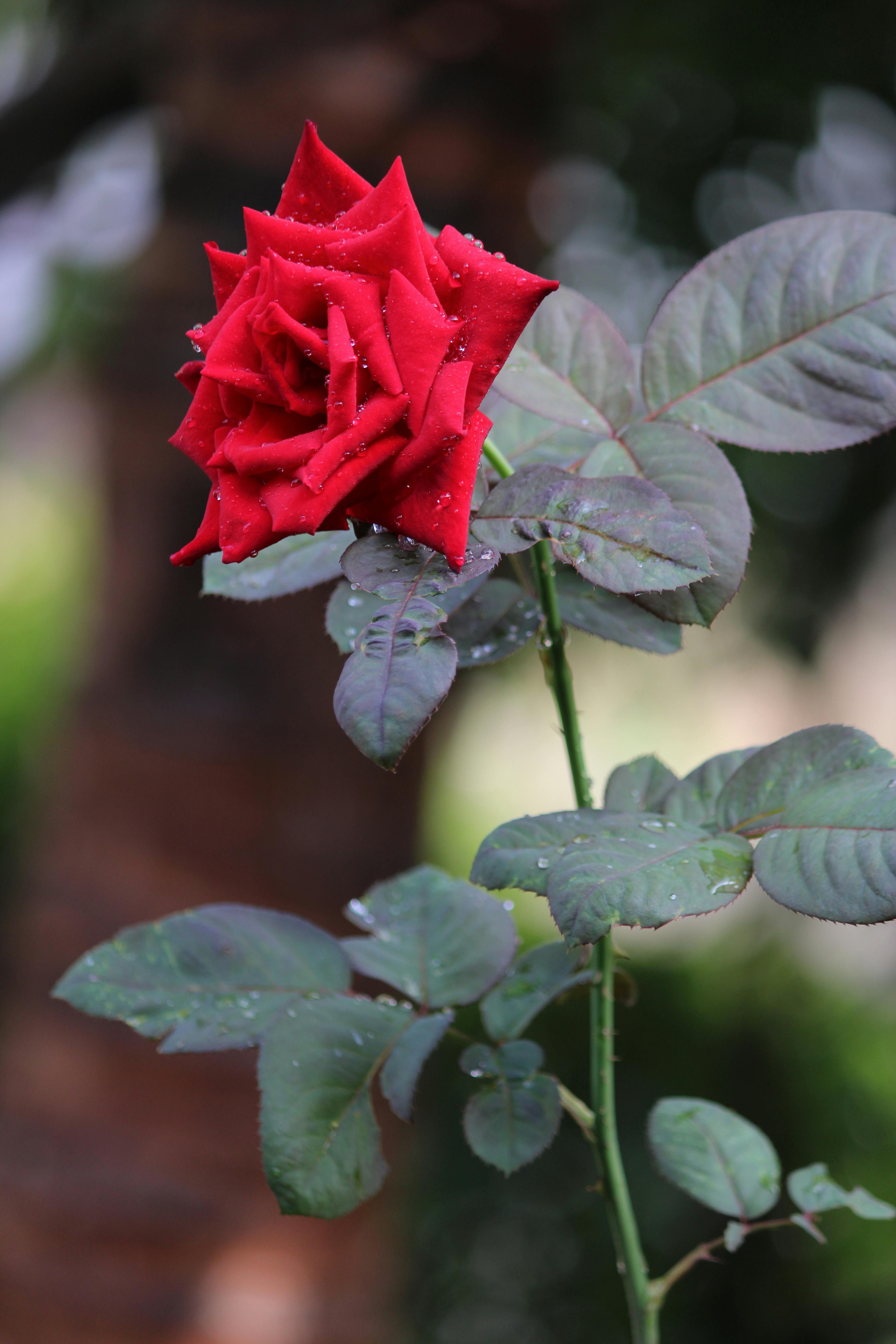 A Blooming Rose Flower in the Garden · Free Stock Photo