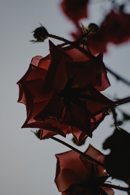 Rose Flowers in Bloom