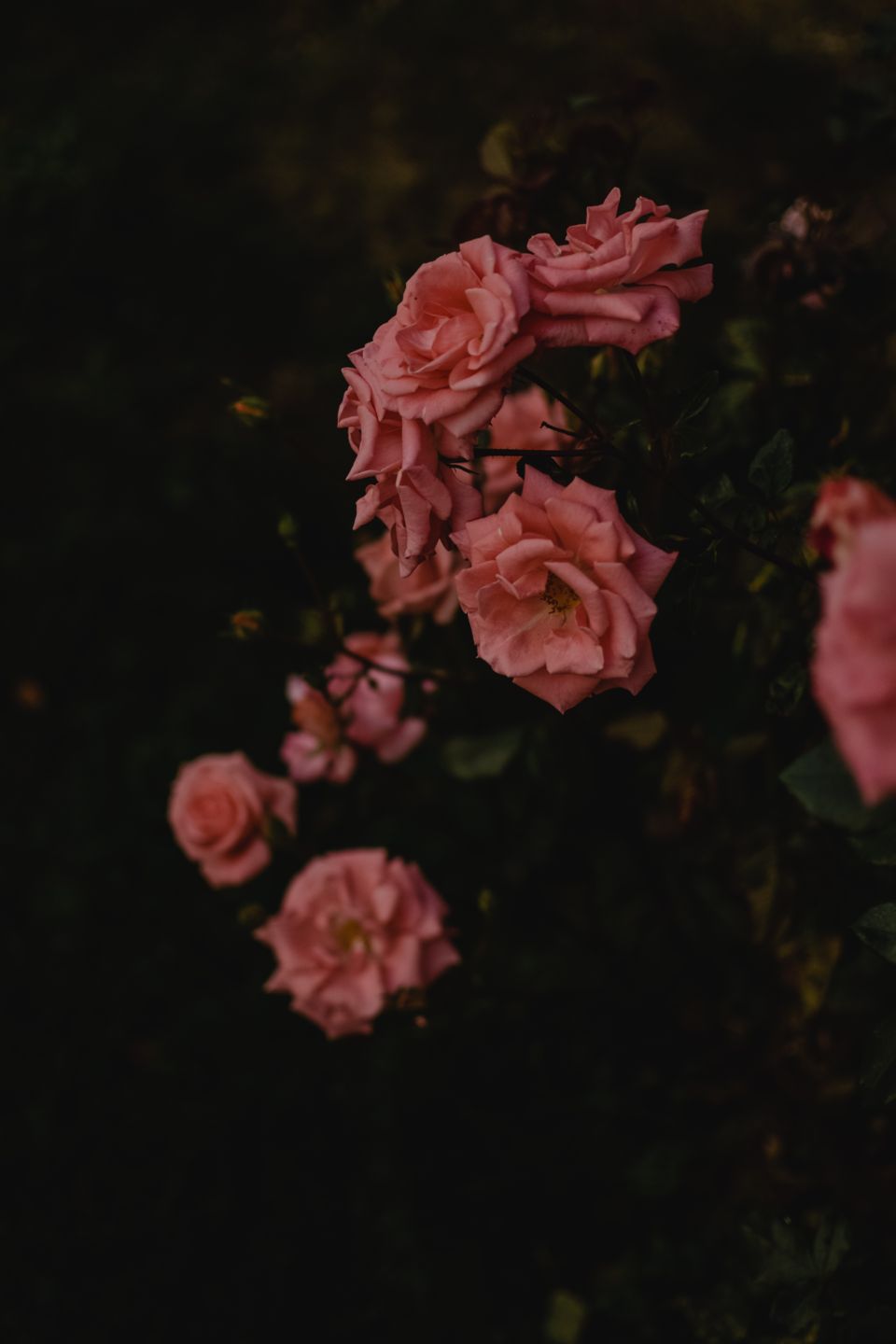 Pink roses blooming in a garden, representative of the Semmozhi Poonga rose garden