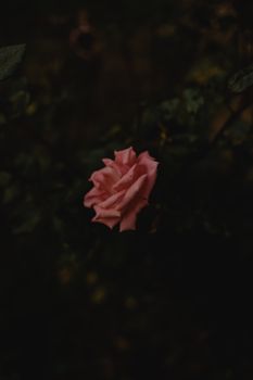 在喜怒无常的黑暗花园背景下，一朵粉红色的玫瑰微妙地绽放
