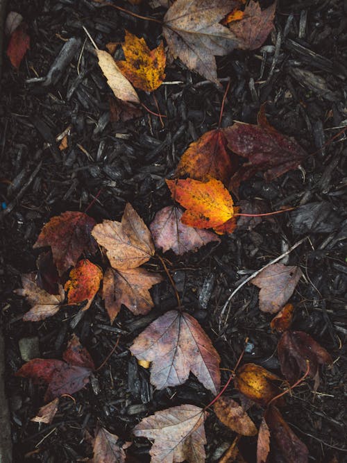 Top view of colorful dry withered maple leaves scattered on dark ground with fallen foliage in nature during autumn day