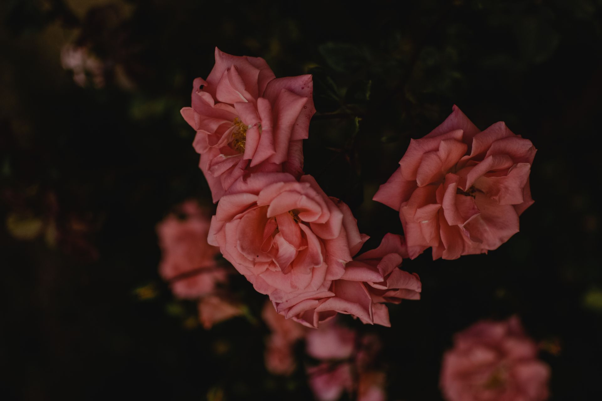 A close-up view of blooming pink roses in a garden with a dark background.