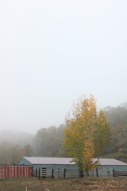 Free Trees Besides the Farm Barn Stock Photo