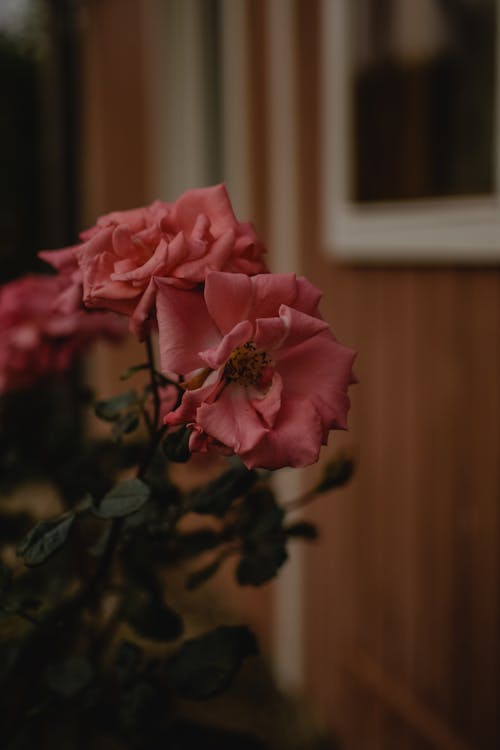 Základová fotografie zdarma na téma kvést, květinová fotografie, květiny